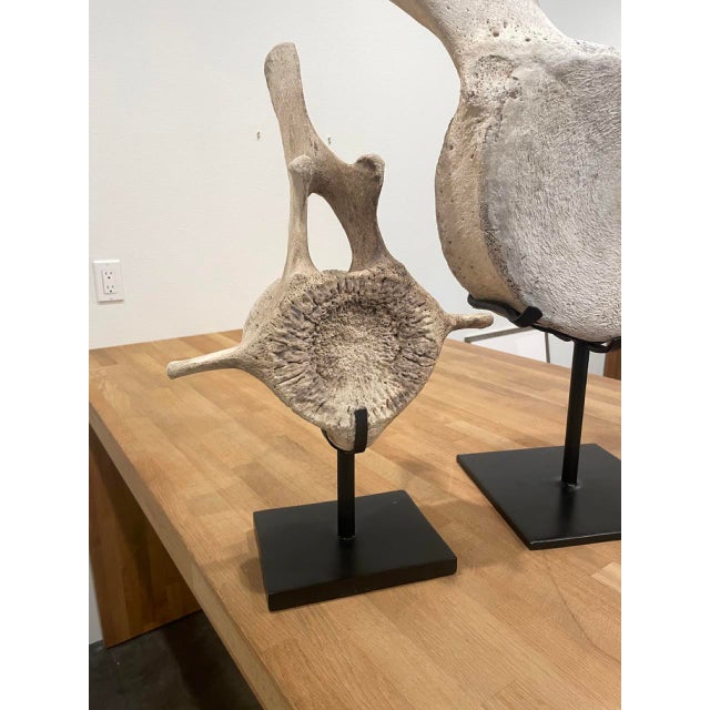 2010s Vintage Whale Vertebrae Bones, Set of Three. For Sale - Image 5 of 8