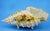 Antique Shell-Shaped Porcelain Centrepiece from C.G Schierholz & Sohn Manufactory of Plaue, Germany, 1800s For Sale - Image 6 of 18