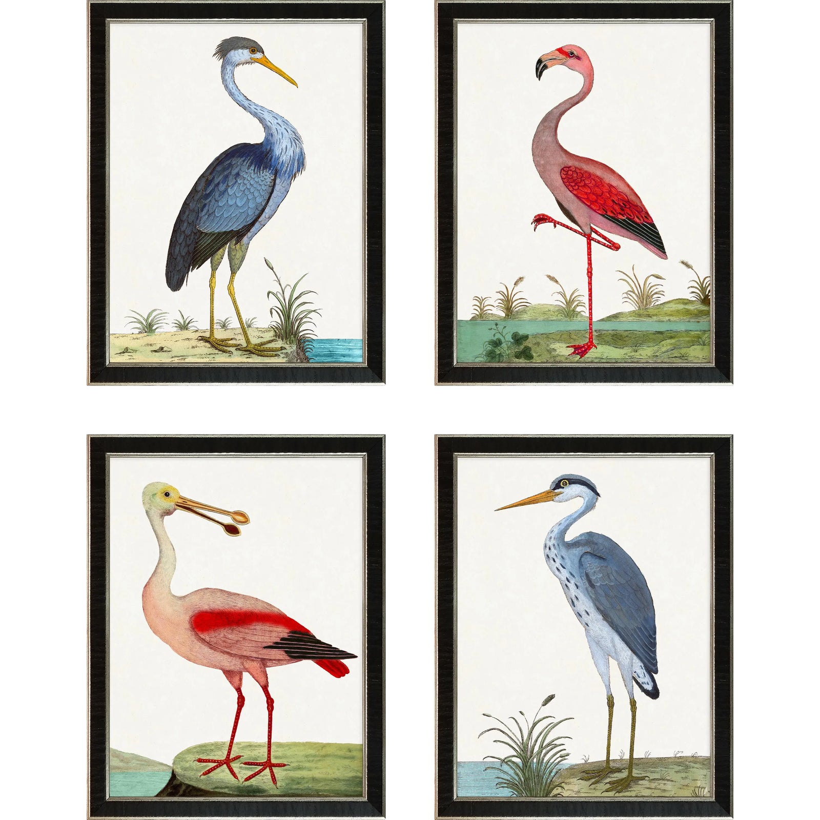 Contemporary Bird Reproduction Prints After Eleazar Albin, Framed Set of 4 (1) Chairish