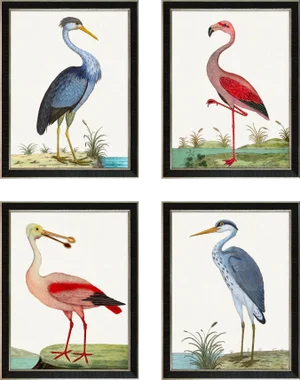 Contemporary Bird Reproduction Prints After Eleazar Albin, Framed - Set of 4 (#1)