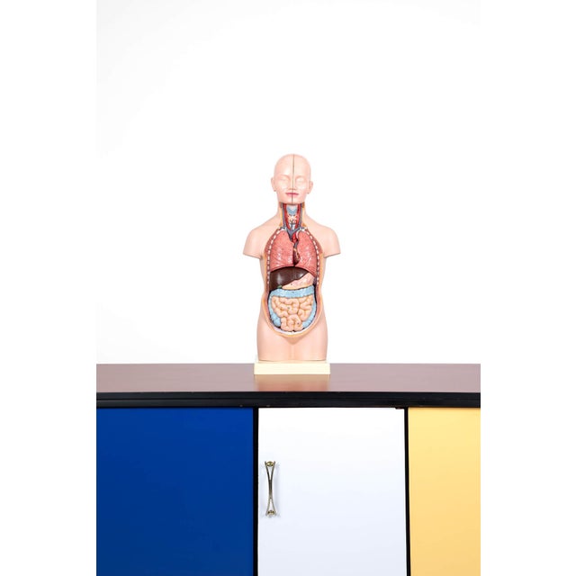 Vintage Anatomical Torso Model For Sale - Image 5 of 9