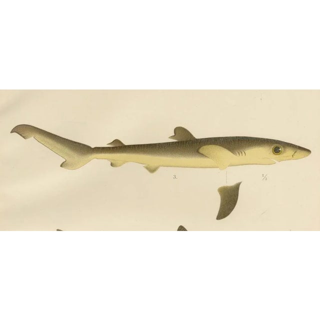 W. v. Wright and C. Erdmann, Sharks and Skate from Pisces Scandinaviae Collection, 1895, Print For Sale - Image 6 of 11