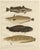 Wilhelm von Wright and C. Erdmann, Hake, Blue Ling, Tadpole Fish, and Cod, 1895, Lithograph on Paper For Sale - Image 10 of 10