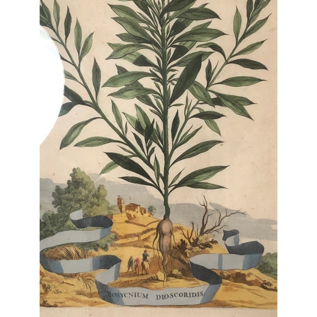 Antique Hand Colored Botanical Prints - Set of 4 For Sale - Image 4 of 11