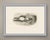 This antique bird print shows a shelduck settled on the ground at the mouth of a burrow with three striped ducklings...