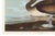 Brown Pelican, Vintage Art Print Reproduction From Birds of America by John James Audubon, 60" X 40" For Sale - Image 9 of 10
