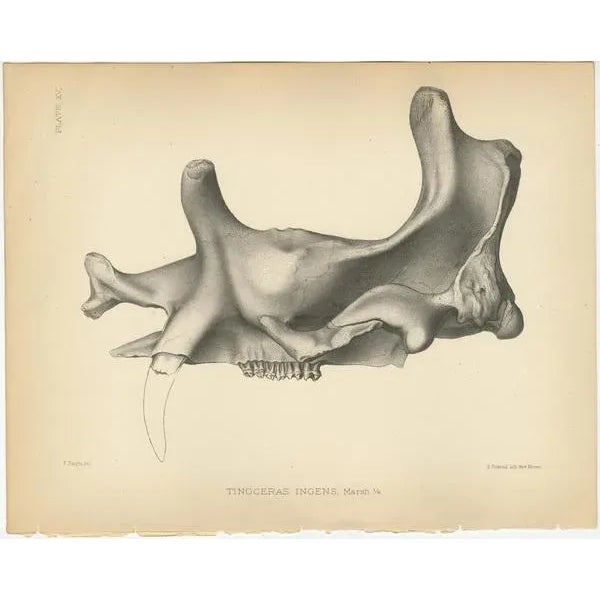 Antique print titled 'Tinoceras Ingens'. Original lithograph of the skull and teeth of a Tinoceras Pugnax, a large extinct...