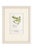 An exceptional collection of four authentic alpine botanical chromolithographs dating to approximately 1909, beautifully...