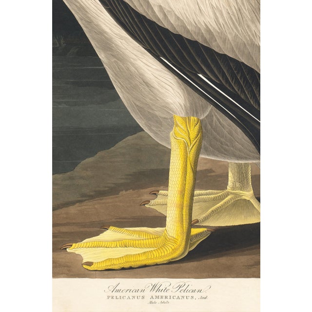 American White Pelican (Audubon), Vintage Art Print Reproduction, 24″ × 36″ For Sale In Buffalo - Image 6 of 8