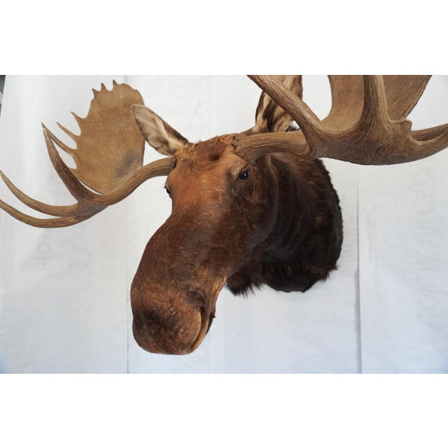 Moose Head Bust Mount For Sale - Image 4 of 18