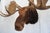 Moose Head Bust Mount For Sale - Image 4 of 18