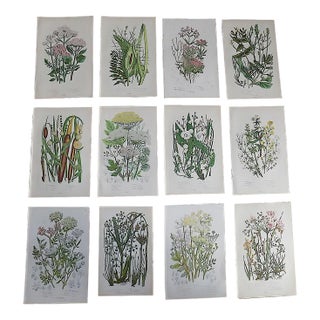 Antique 19th Century Botanical Lithographs - Set of 12 For Sale