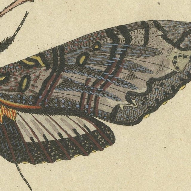 Beige Bertuch, Two Large Exotic Moths, 1815, Print For Sale - Image 8 of 12