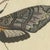 Beige Bertuch, Two Large Exotic Moths, 1815, Print For Sale - Image 8 of 12