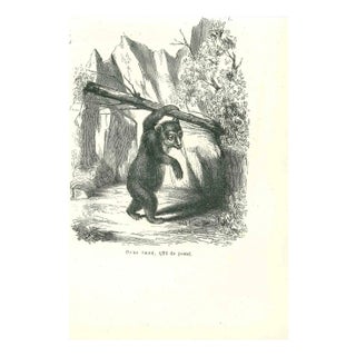Paul Gervais, The Bear, 1854, Lithograph For Sale