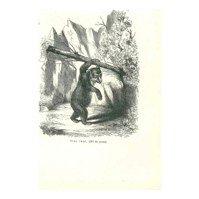 Paul Gervais, The Bear, 1854, Lithograph For Sale