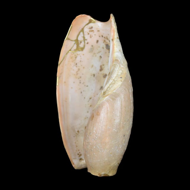 Early 21st Century Coquillage Kintsugi by Myriam Greff For Sale - Image 5 of 5