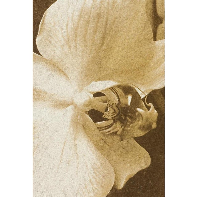 Ian Sanderson, Orchid 2, 2010, Archival Pigment Print For Sale - Image 3 of 6