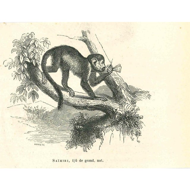 The Monkey is an original lithograph on ivory-colored paper, realized by Paul Gervais (1816-1879). The artwork is from The...