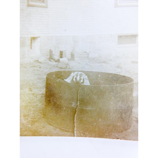 Early 20th century RPPC real photo postcard photograph of a badger in a barrel. Unframed, unposted, crease center bottom,...