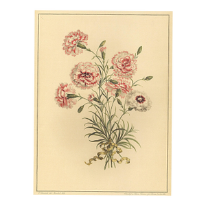 1940 French Botanical Lithograph-Carnations
