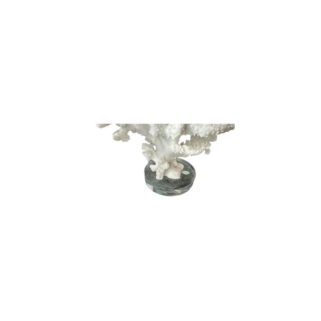 Elevate your interior with this exquisite set of two faux white coral sculptures, artfully mounted on crystal-clear...