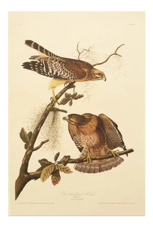 1990s Red-Shouldered Hawk After Audubon, Large Cottage Style Print