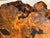 Gorgeous 1960 Tedeood Slab Stump Root Live Edge Coffee Table For Sale In Miami - Image 6 of 17