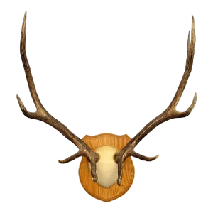 Vintage American Ten-Point Elk Trophy Mount