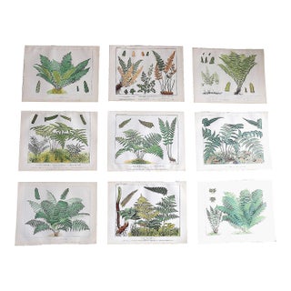 Authentic Antique 19th Century Large Botanical Fern Chromolithographs - Set of 9 For Sale
