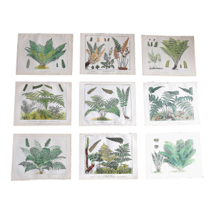 Authentic Antique 19th Century Large Botanical Fern Chromolithographs - Set of 9