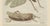Bertuch, Giant Locust & Grasshopper, 1800, Engraving For Sale - Image 11 of 13