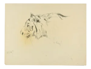 Profile of a Tiger - Original Charcoal Drawing by Willy Lorenz - 1940s 1940s