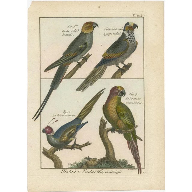 An authentic, perfect and bright, originally hand-colored, illustration of 4 Parakeets: La Perruche de Mahe, La Perruche a...