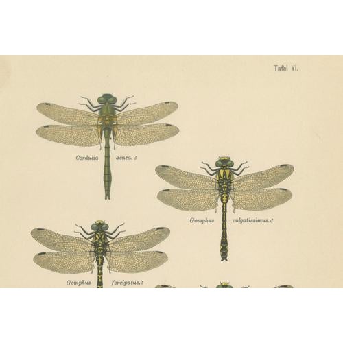 Dragonfly & Damselfly Lithographs by Richard Tümpel, 1908, Set of 3 For Sale - Image 10 of 14