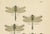Dragonfly & Damselfly Lithographs by Richard Tümpel, 1908, Set of 3 For Sale - Image 10 of 14