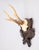 Cabin Antique Black Forest Roe Deer Antlers Hunting Trophy Mount For Sale - Image 3 of 6