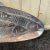 Vintage Pewter Fish Platter For Sale In Sacramento - Image 6 of 7