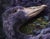 Through The Night by Gigi Chen | Acrylic on Wood Panel of a purple bird with a village inside its feathers For Sale - Image 4 of 5