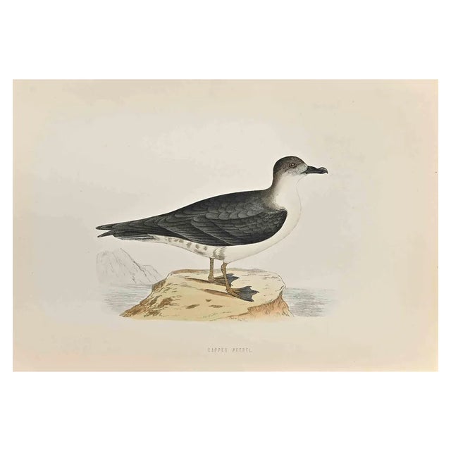 Alexander Francis Lydon, Capped Petrel, Woodcut Print, 1870 For Sale