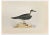 Alexander Francis Lydon, Capped Petrel, Woodcut Print, 1870 For Sale