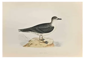 Alexander Francis Lydon, Capped Petrel, Woodcut Print, 1870