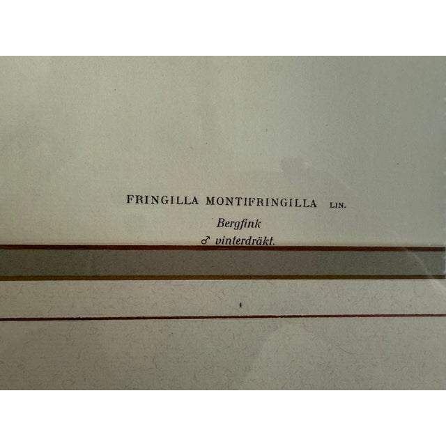 Antique bird print framed by Ethan Allen; artist Magnus von Wright (1927); double matted in linen and sage green colors.