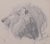 1930s Head of Lion - Original Pencil Drawing by Etha Richter - 1930s 1930s For Sale - Image 5 of 5