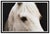 Realism Horse Eye, John Maggiotto For Sale - Image 3 of 7