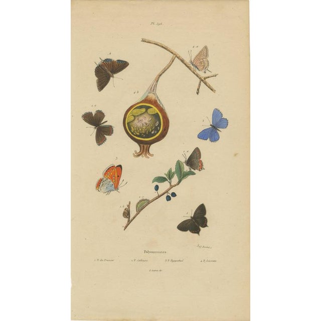 Copper Aug. Duméril, Polyommatus Butterflies and Caterpillars, 1830, Engraving For Sale - Image 8 of 8