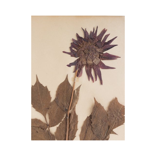 Rustic European Vintage Swedish Herbarium - Dahlia, Circa 1940 For Sale - Image 3 of 7
