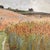 Fernand Quignon, Walking Through the Wheat Fields, 20th Century, Oil on Board, Framed For Sale - Image 11 of 18