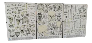 Vintage Skeleton Prints, 1960s, Set of 3