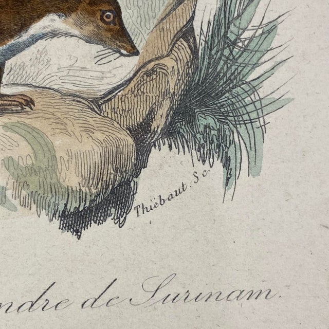 French Antique 18th Century "Le Cayopollin" Animal Engraving Hand Colored Signed Artwork For Sale - Image 9 of 11